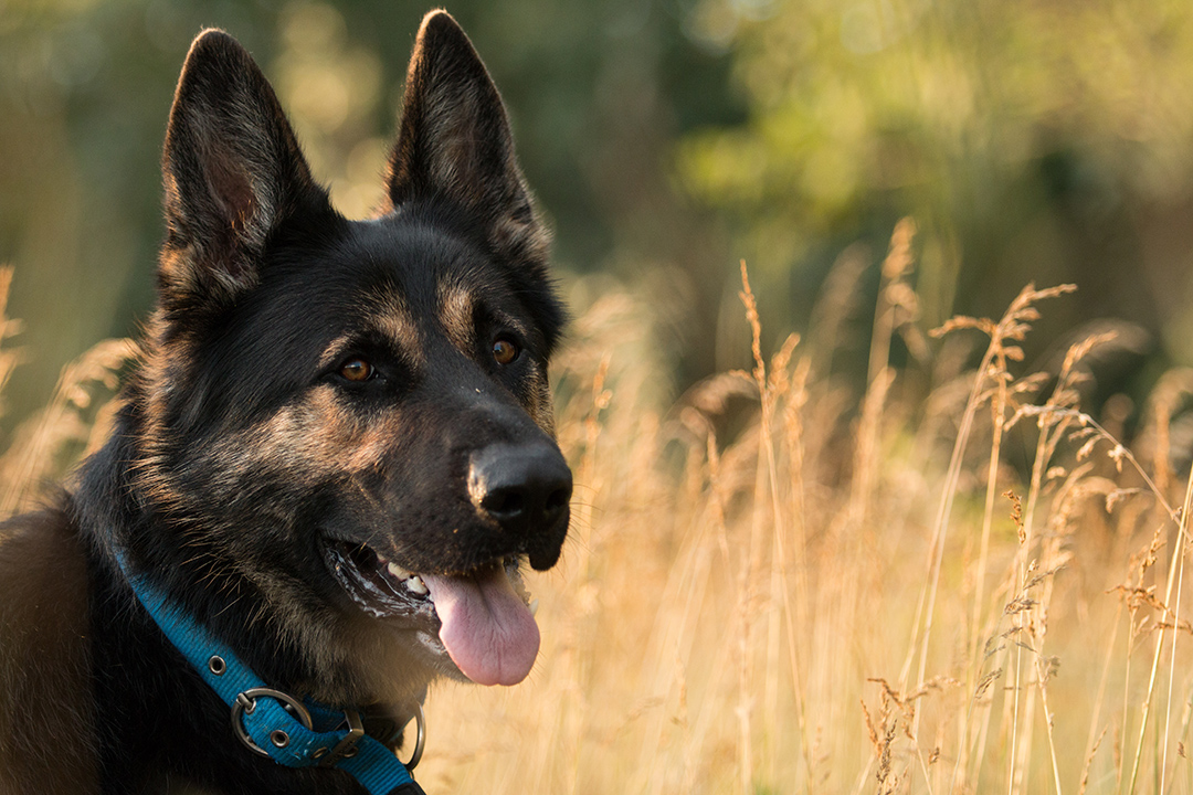 German shepherd dog